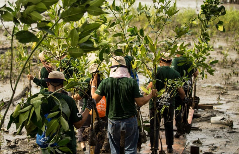 Blockchain-Based Reforestation Platforms