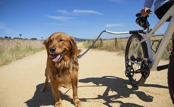 Handsfree Canine Cyclist Leashes