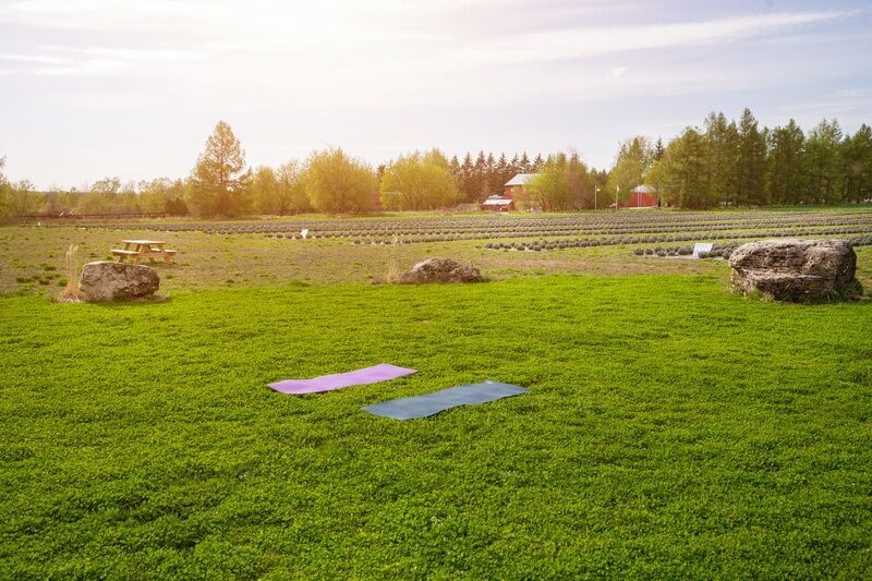 Lavender Field Yoga Classes