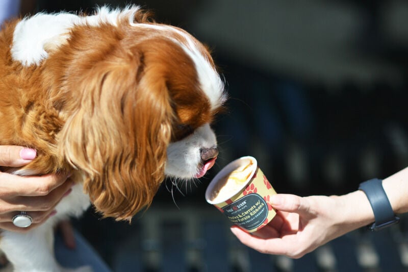 Nutritious Doggie Ice Creams