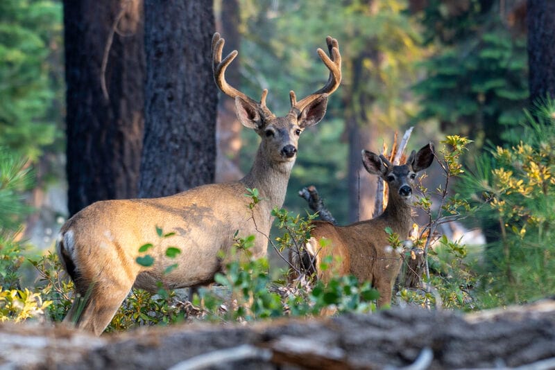 Bioaccoustic Wildlife Monitoring