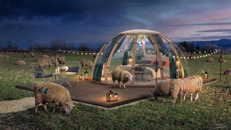 Sheep-Surrounded Sleep Domes