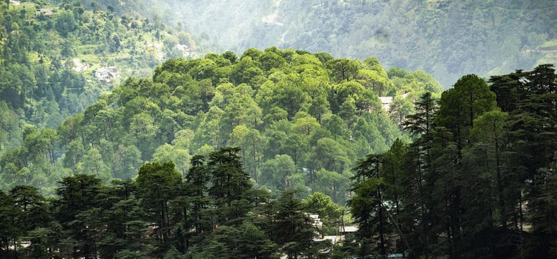 Tree-Tracking Platforms