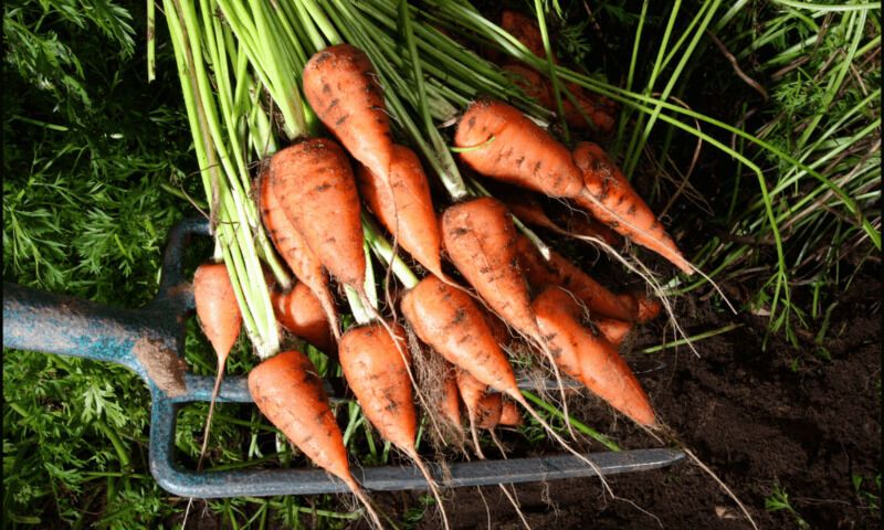 True Carbon-Neutral Carrots