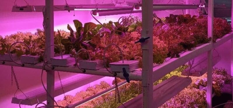 Vegan Hydroponic Nutrients Main Gallery Image