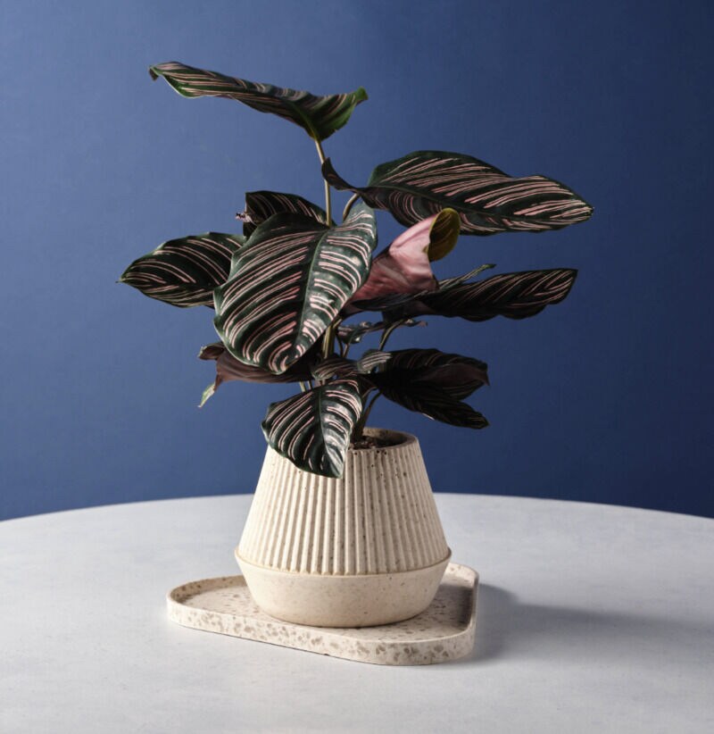 Coffee Grounds-Made Home Accessories