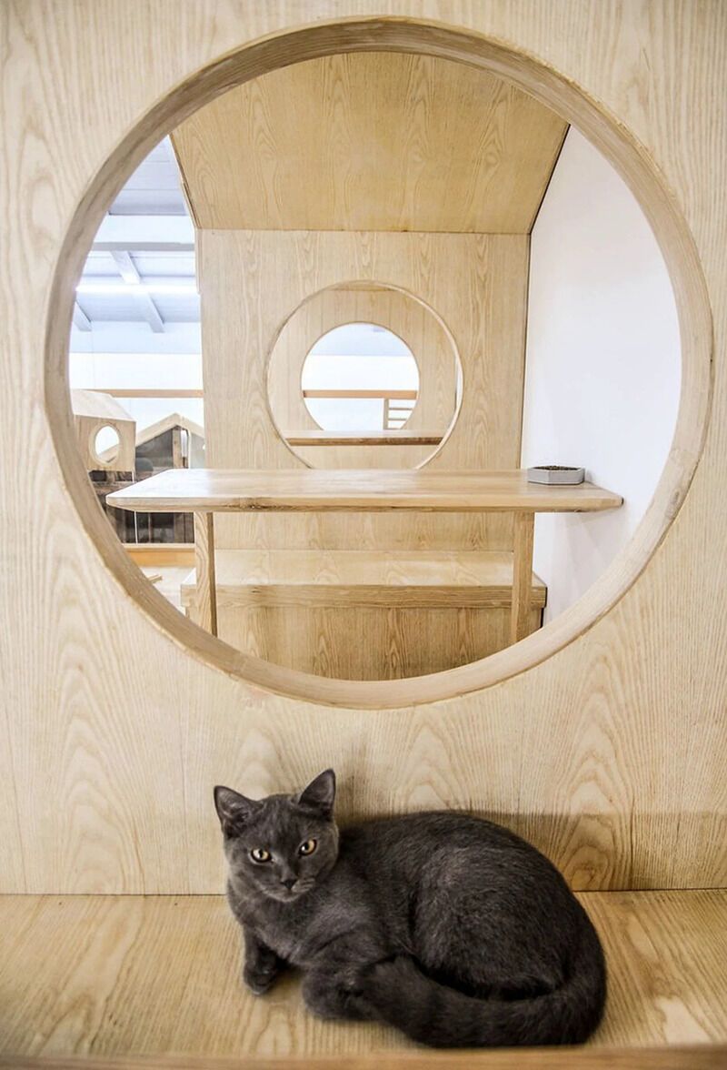 Cat-Focused Wooden Cafes