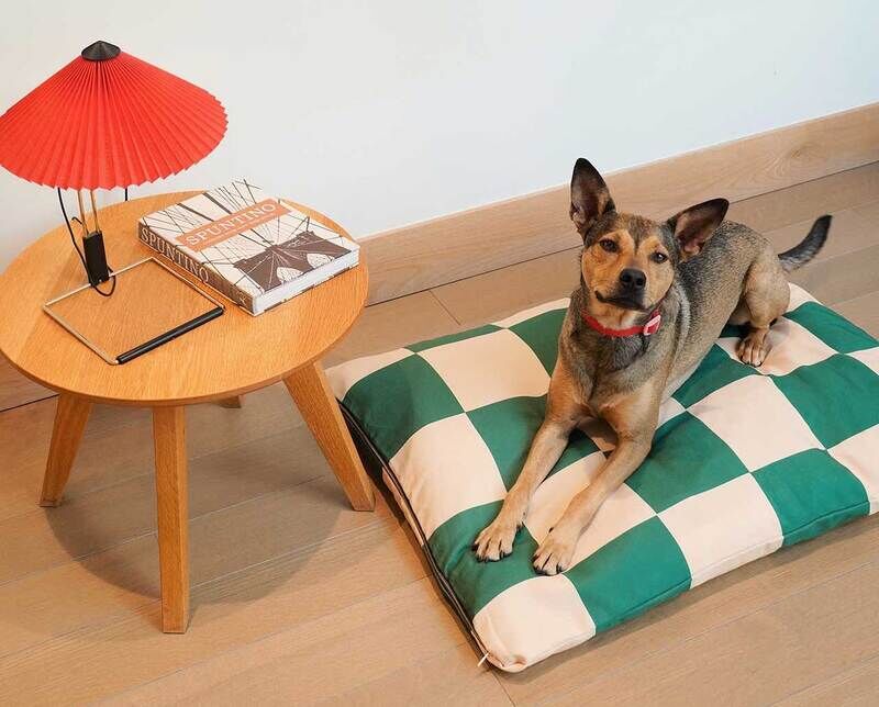 Colorful Pet Accessory Brands