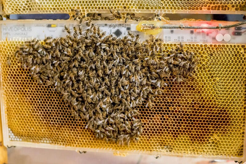 Thermoregulating Robotic Beehives