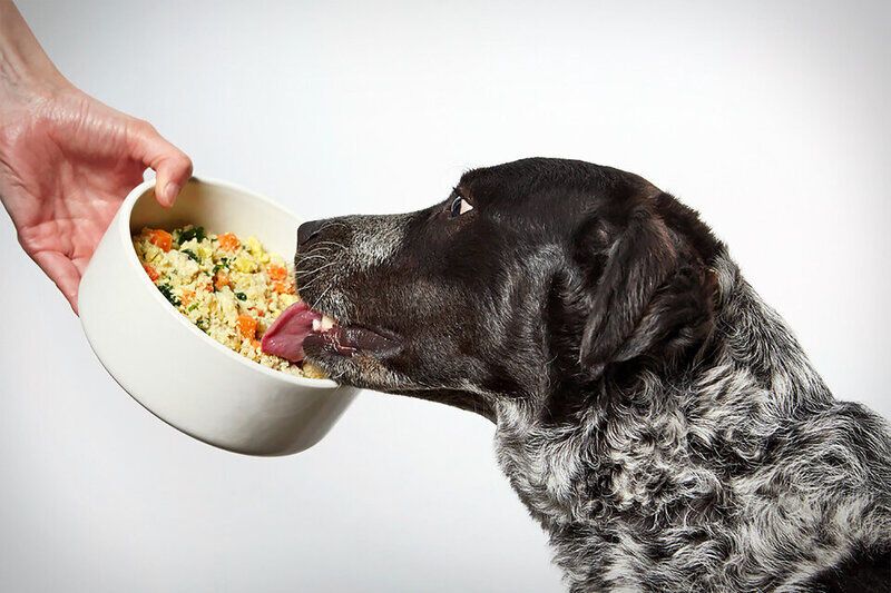 Nutrient-Dense Dog Food Services