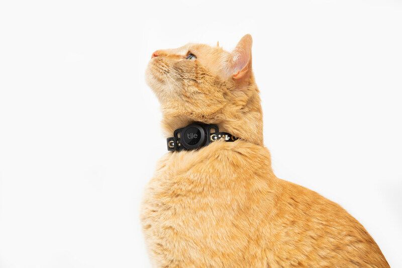 Cat-Tracking Collars