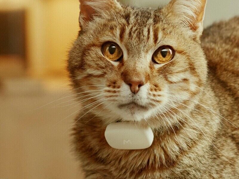 AI-Powered Feline Health Trackers