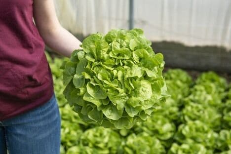 Mildew-Resistant Lettuces