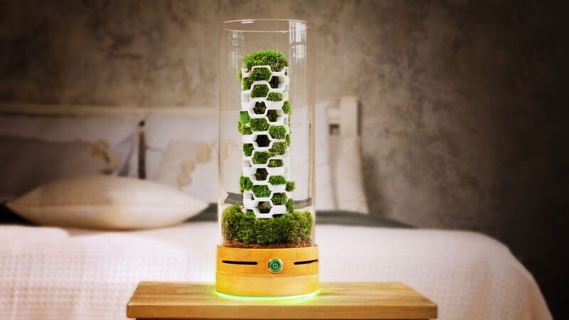 Plant-Powered Air Purifiers