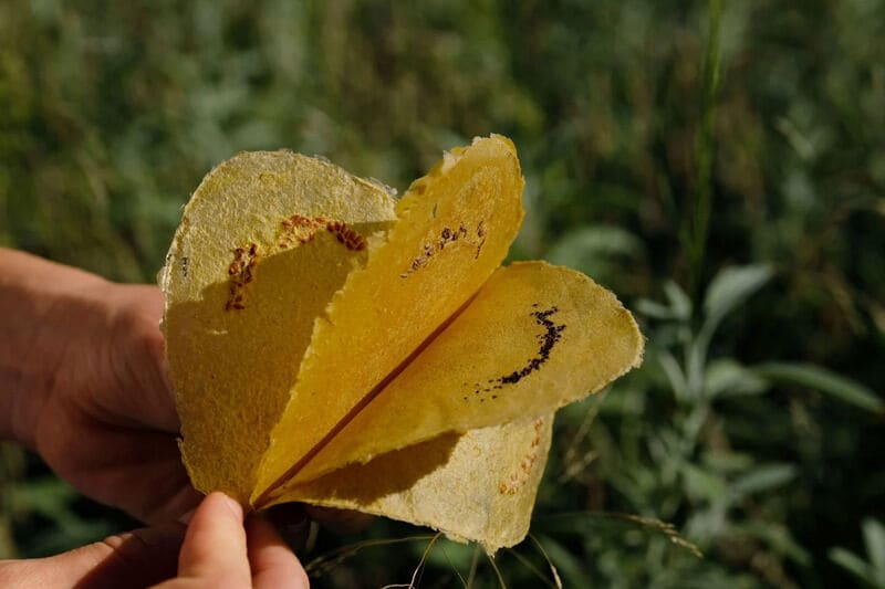 Seeded Biodegradable Toilet Paper