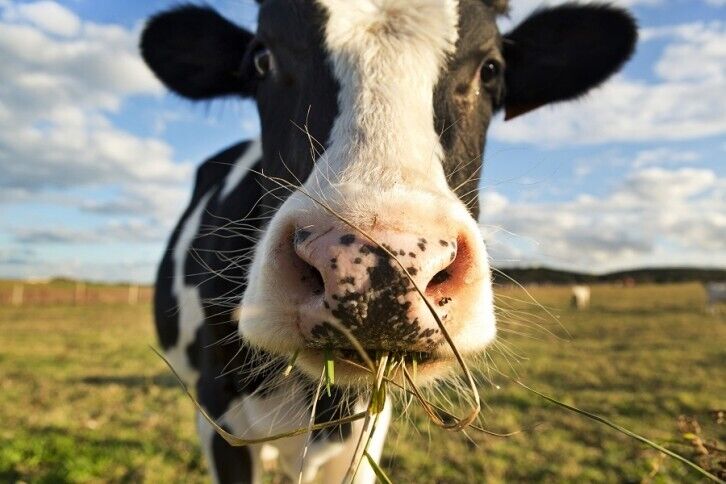 Climate-Friendly Beef Burgers Main Gallery Image