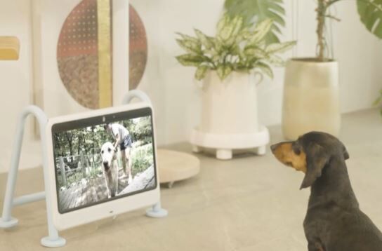 Connected Dog Entertainment Systems