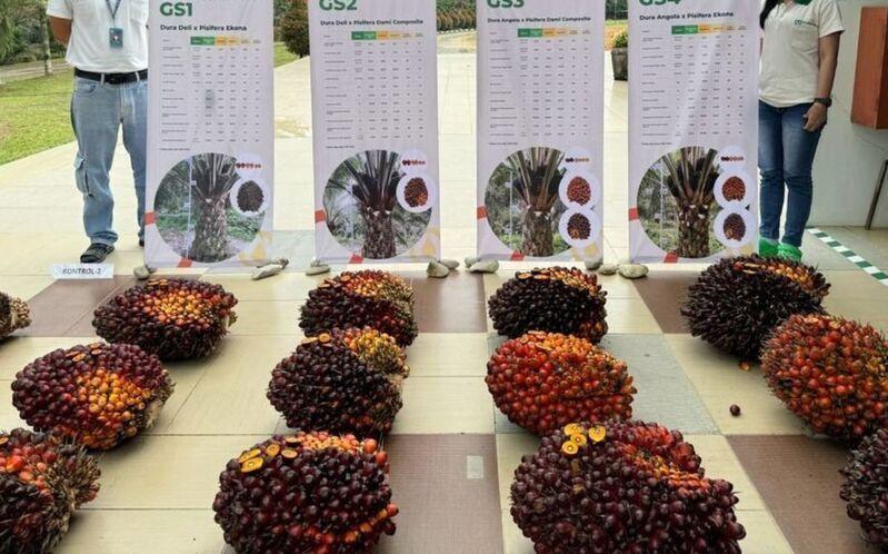 High-Yield Palm Oil Plants