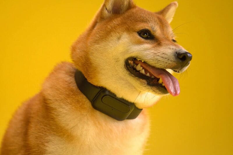 AI-Powered Bark Collars