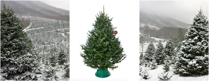 Farm-Sourced Christmas Trees