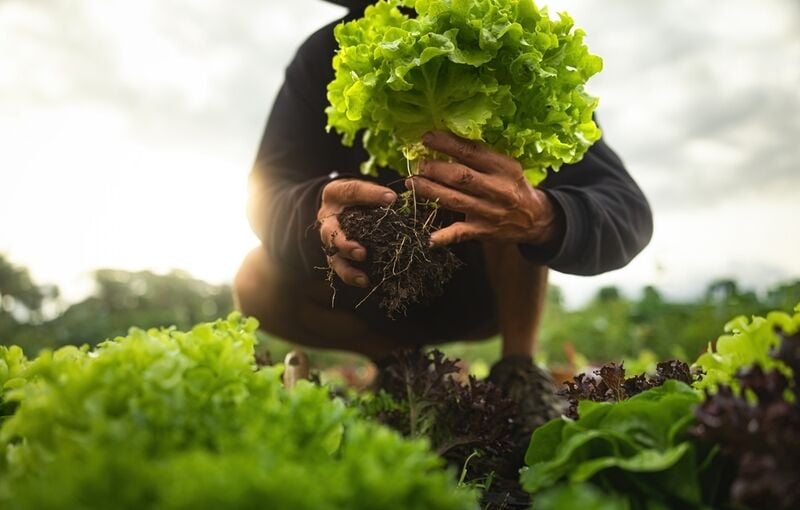 Sustainable Vertically Grown Lettuce Main Gallery Image