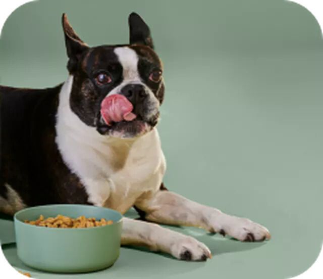 Deliverable Human-Grade Dog Food
