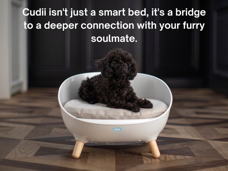 Smart Dog Beds