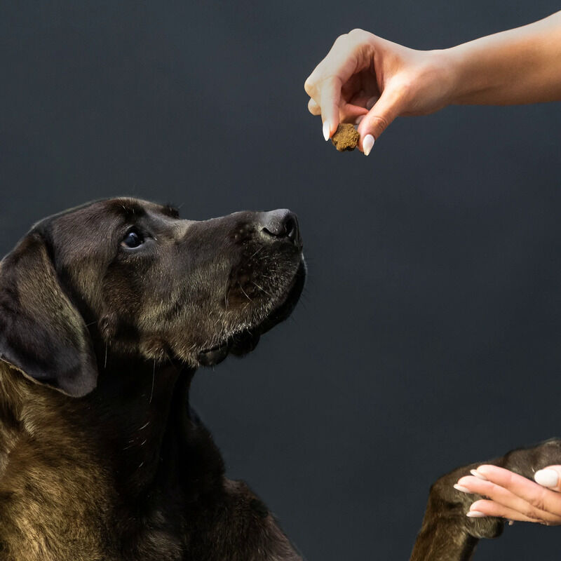 Gut-Friendly Dog Supplement Chews