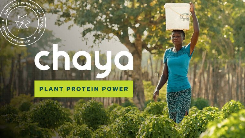 Chaya Protein Powders