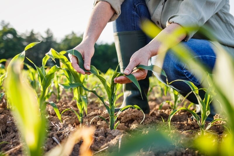 Pest-Fighting Crop Lines