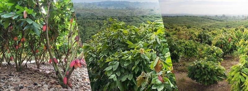 Sustainable Cocoa Farming Practices