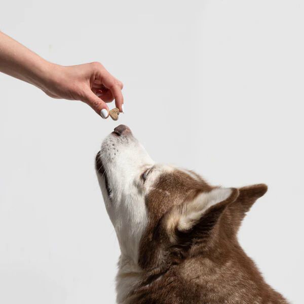 Stress-Busting Pet Supplements
