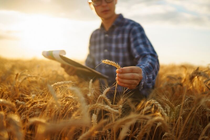 Sustainable Barley-Growing Systems