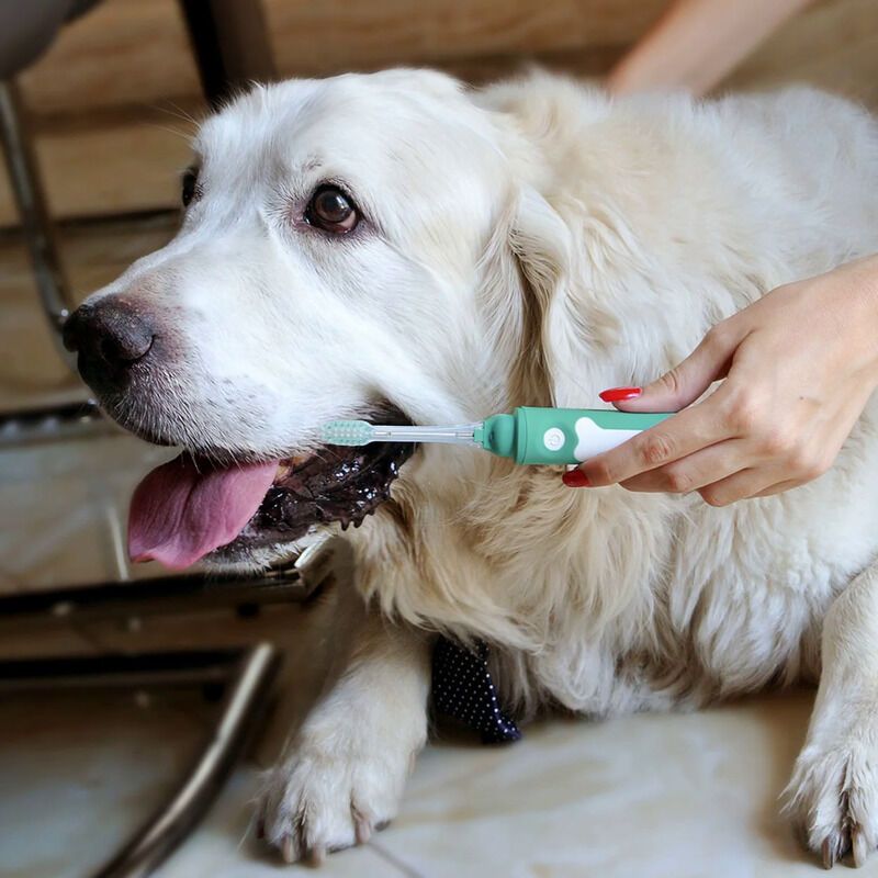 Electrolytic Dog Toothbrushes