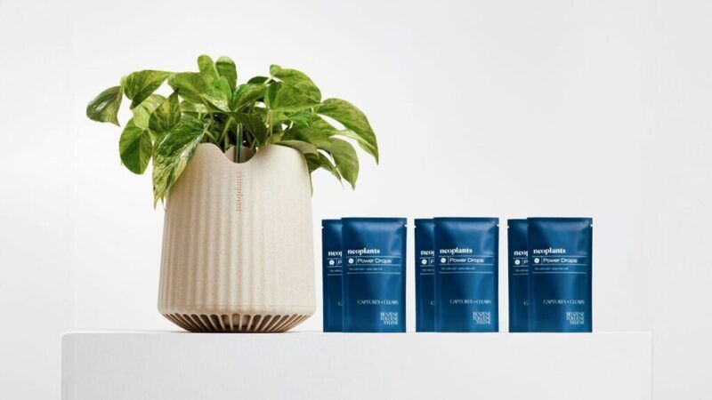 Plant-Powered Air Purifiers