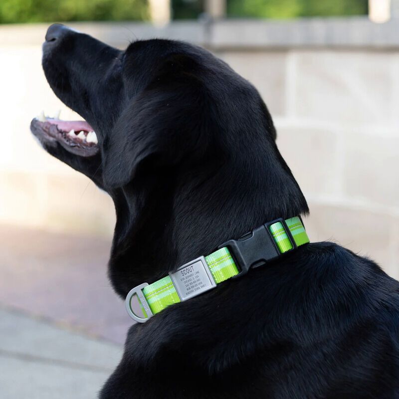 Pet Safety Collars