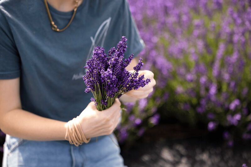 Free Lavender Farm Experiences