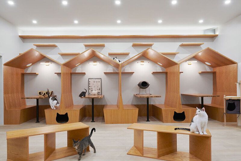 Understated NYC Cat Cafes