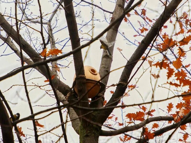 Interactive Observation Wooden Birdhouses