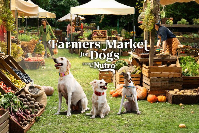 Dog-Friendly Farmers Markets