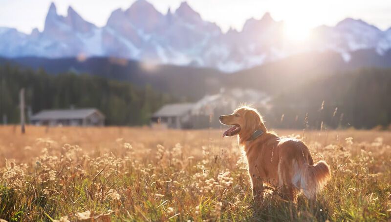 Virtual Dog Leashes