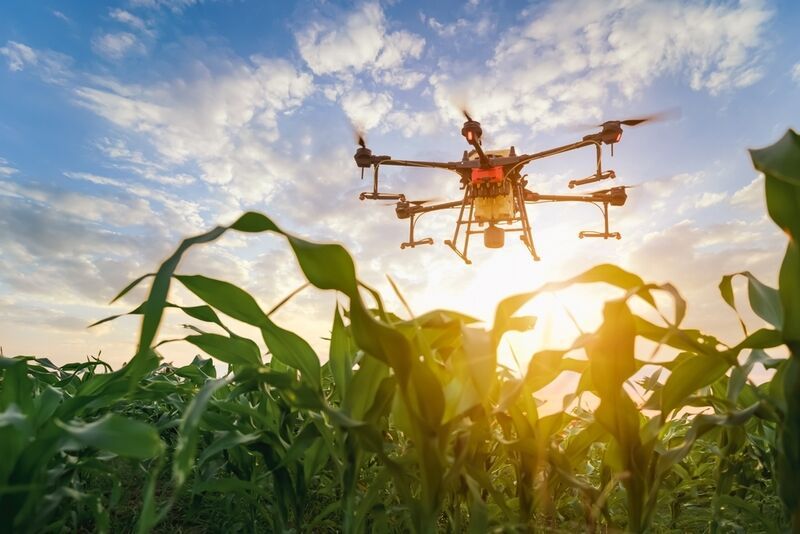 Drone-Enabled Parsnip Cultivation