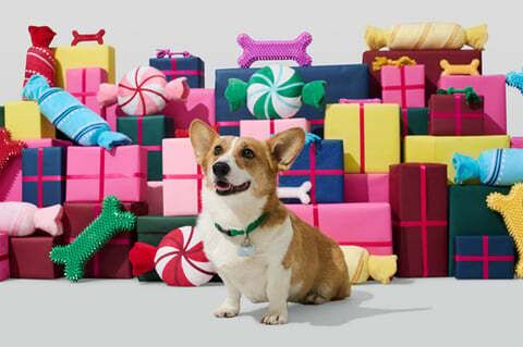 Expansive Seasonal Pet Products