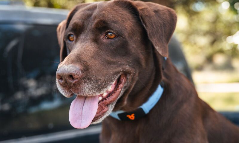 AI Powered Pet Collars Shazam Band