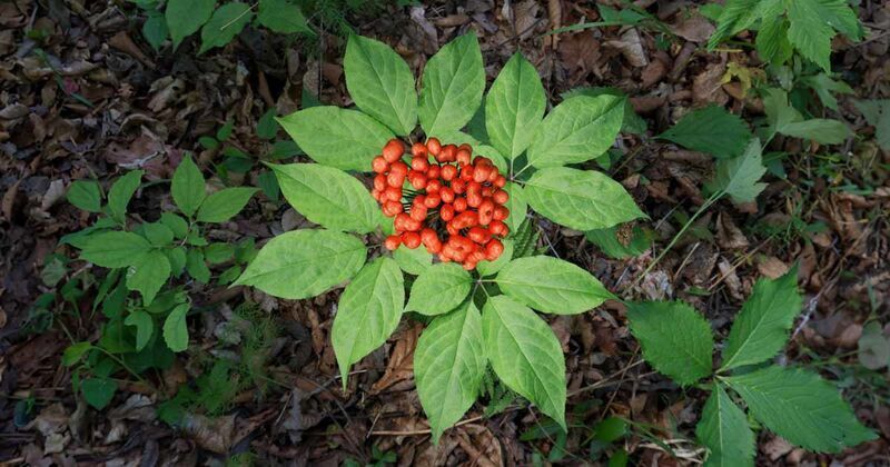 Highly Water-Soluble Ginseng Ingredients