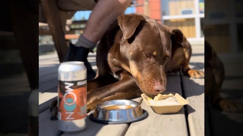 Pet-Friendly Victoria Breweries