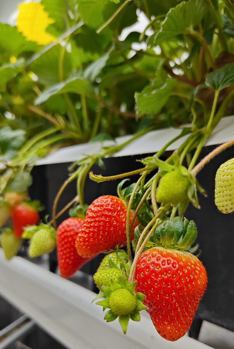 Innovative Strawberry Farming Practices Main Gallery Image