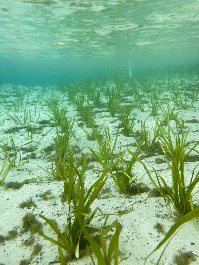 Aquatic Vegetation Projects Main Gallery Image