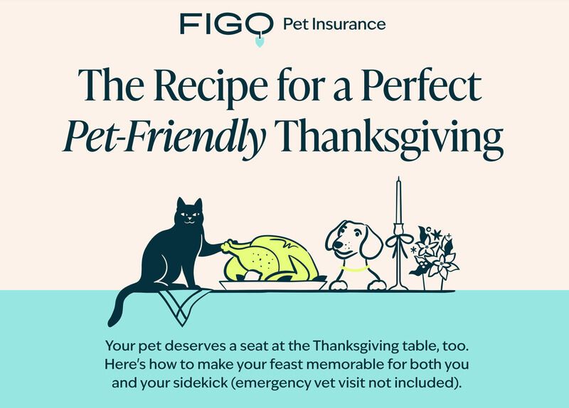 Pet-Protecting Holiday Insurance