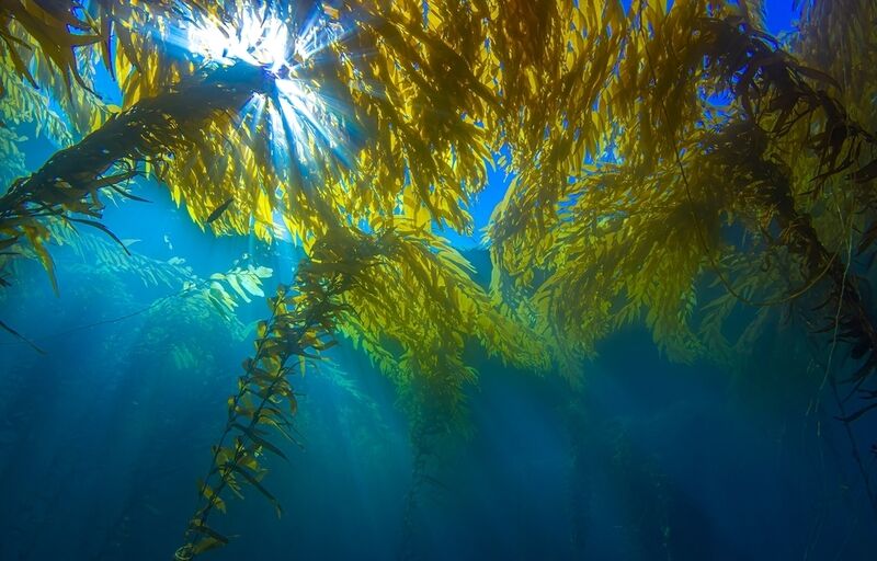 Commercial-Scale Seaweed Biorefineries Main Gallery Image